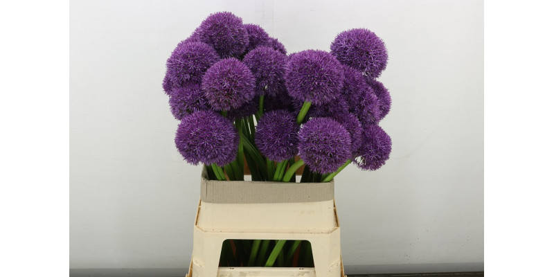 Allium Grootbloemig Xxl 80 cm A1