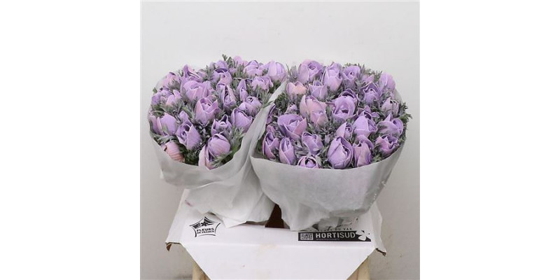 Anemone Powder Milka 35cm A1