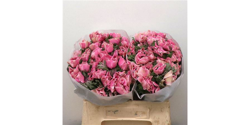 Anemone Powder Rose 35cm A1