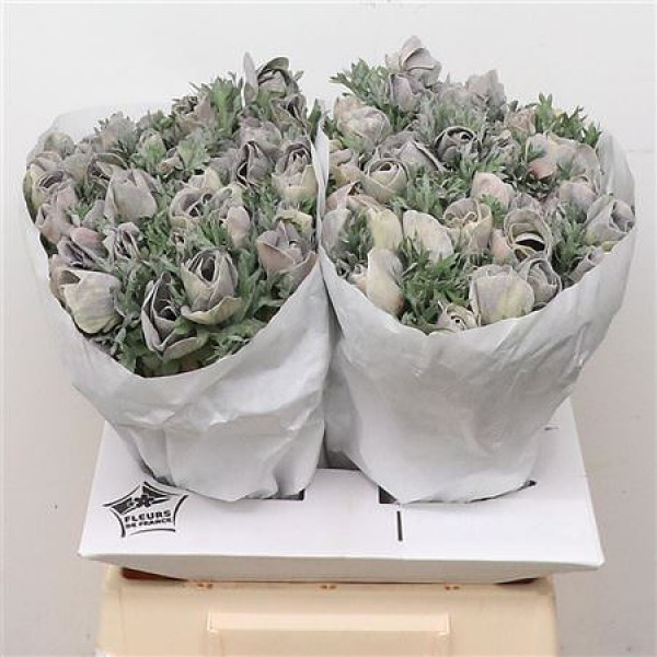 Anemone Powder Grey 45cm A1