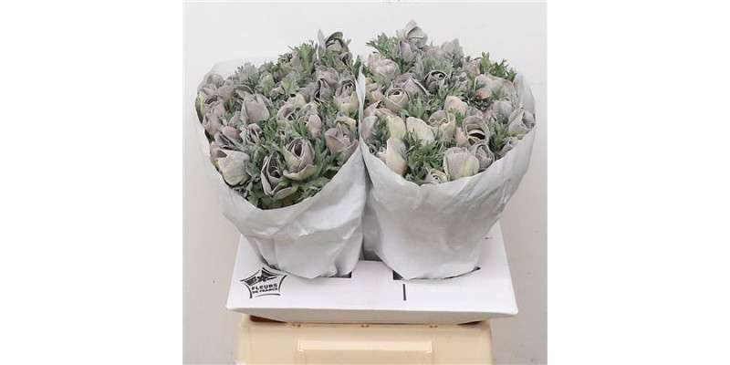 Anemone Powder Grey 45cm A1