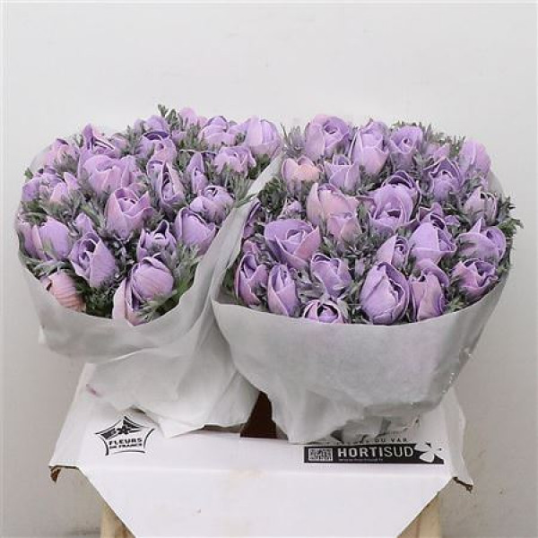 Anemone Powder Milka 40cm A1