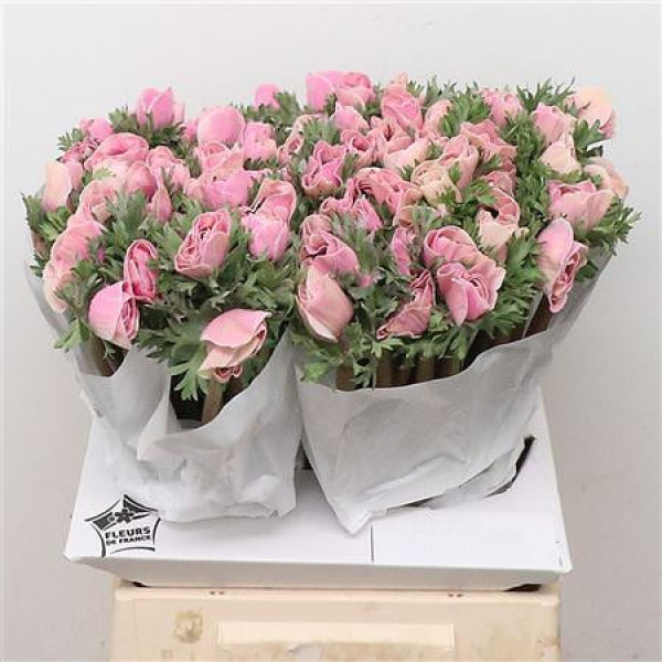 Anemone Powder Rose 45cm A1