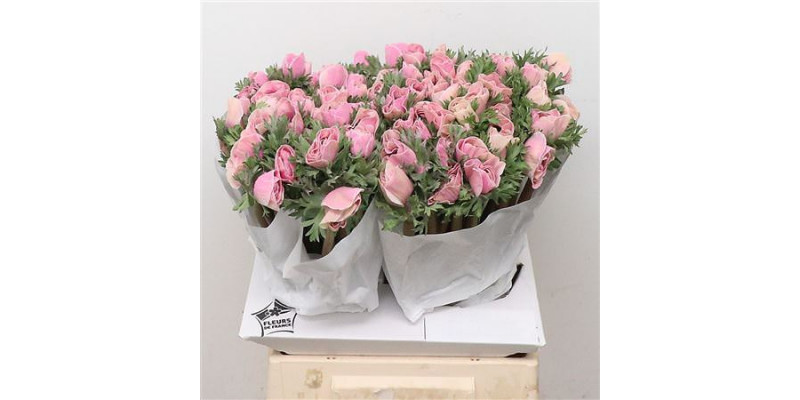 Anemone Powder Rose 45cm A1