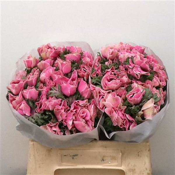 Anemone Powder Rose 40cm A1