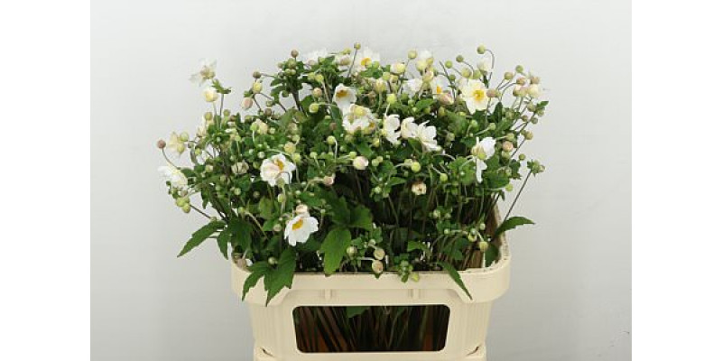 Anemones White 80cm A1