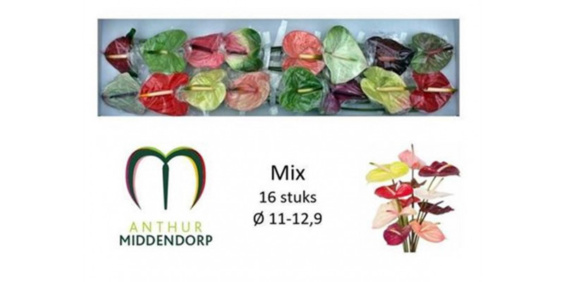 Anthurium A Gemengd X16  Col-Mixed