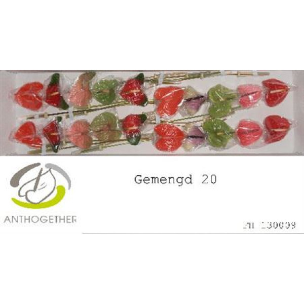 Anthurium A Gem 20 A1