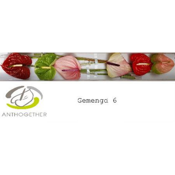 Anthurium A Gem 6  A1