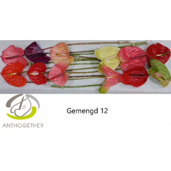 Anthurium A Gemengd 12  A1