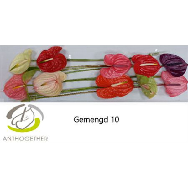 Anthurium A Gemengd 10  A1