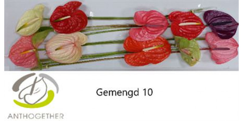 Anthurium A Gemengd 10  A1