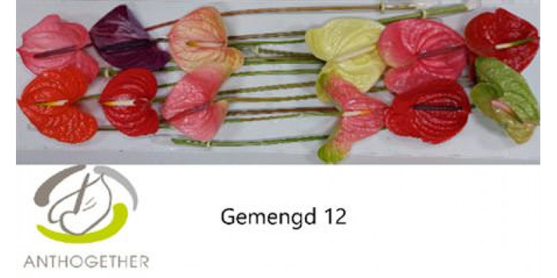 Anthurium A Gemengd 12  A1