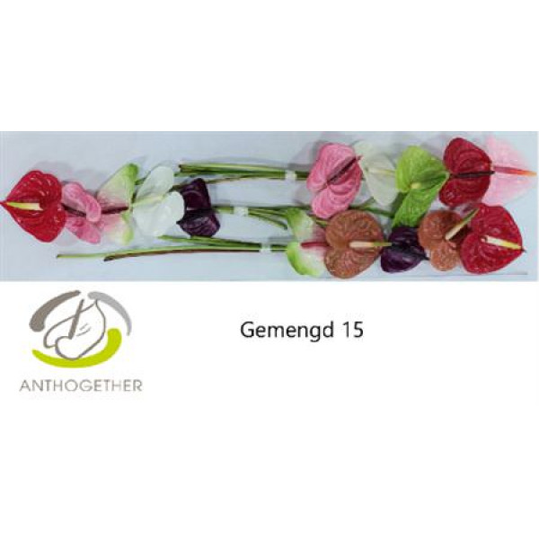 Anthurium A Gemengd 15  A1