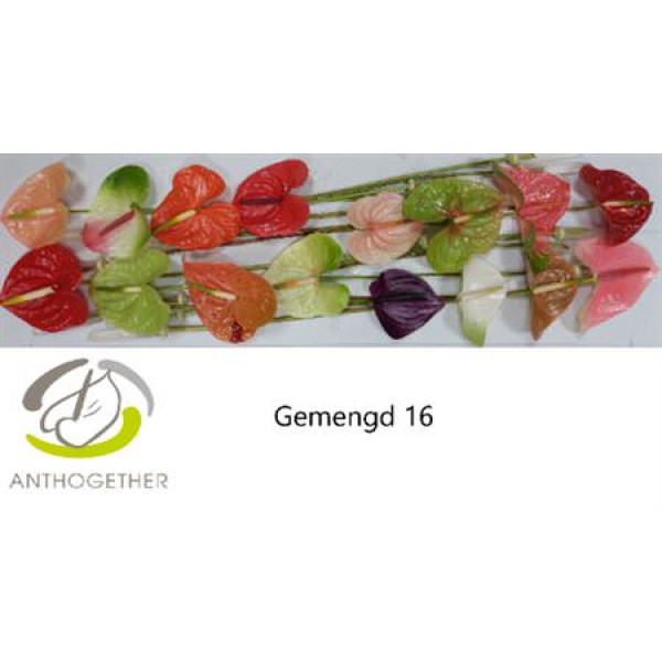 Anthurium A Gemengd 16  A1