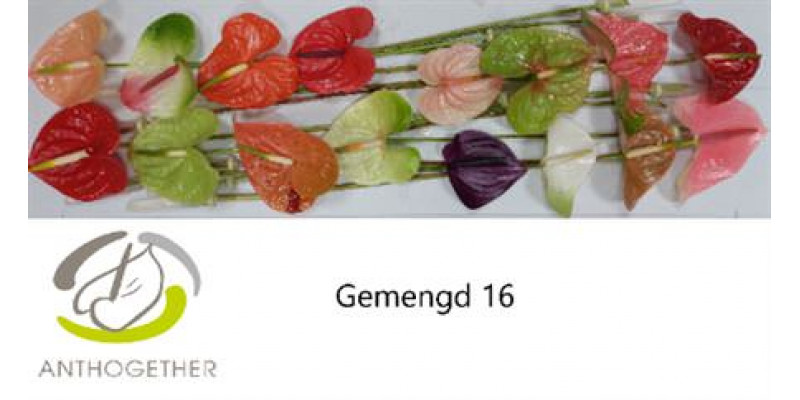 Anthurium A Gemengd 16  A1