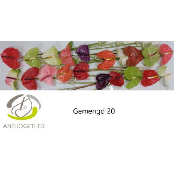 Anthurium A Gemengd 20  A1