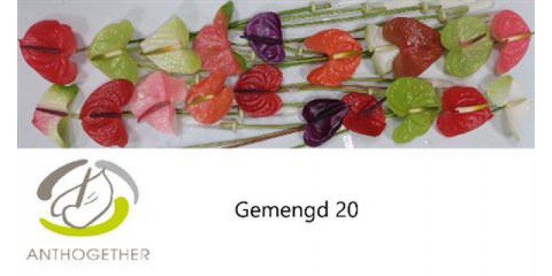 Anthurium A Gemengd 20  A1