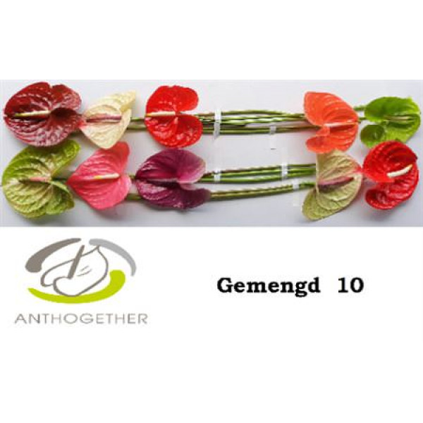 Anthurium A Gem 10  A1