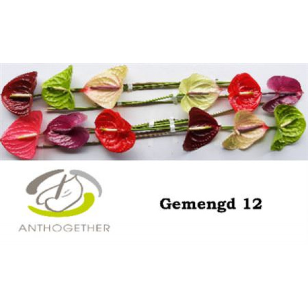 Anthurium A Gem 12  A1