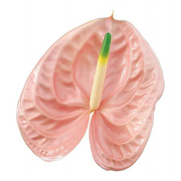 Anthurium A Overig Roze  A1