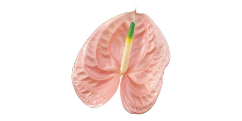 Anthurium A Overig Roze  A1