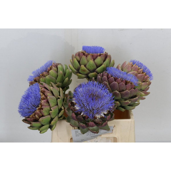 Cynara Scolymus 40cm A1 Col-Burgundy