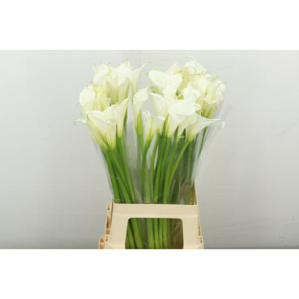 Zanthedeschias Calla Lilly Aethiopica Ov 70 cm A1