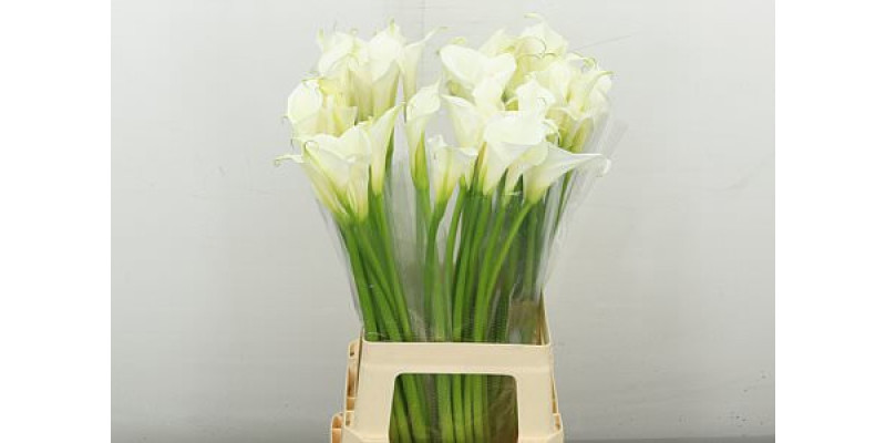 Zanthedeschias Calla Lilly Aethiopica Ov 70 cm A1