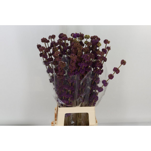 Callicarpa Giraldii 80cm A1 Col-Purple