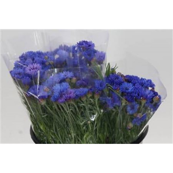 Centaurea Blue 45cm 