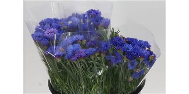 Centaurea Blue 45cm 