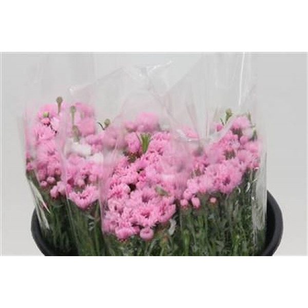 Centaurea Pink 45cm 