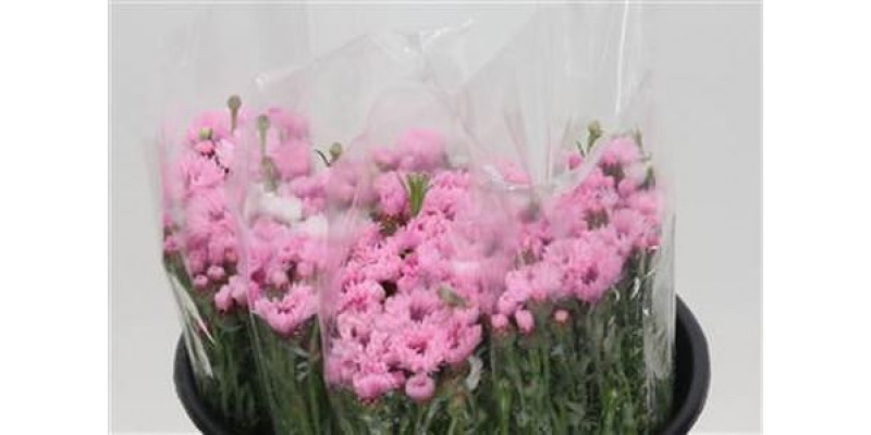 Centaurea Pink 45cm 