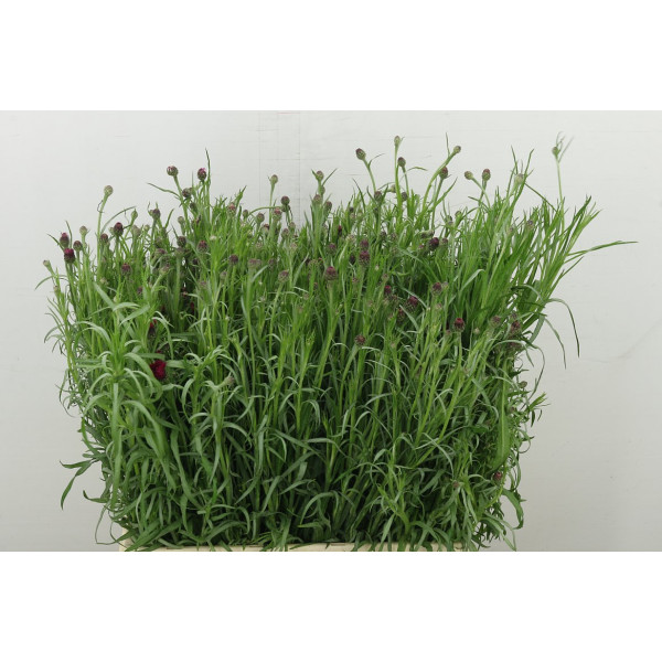 Centau Ov 60 cm A1