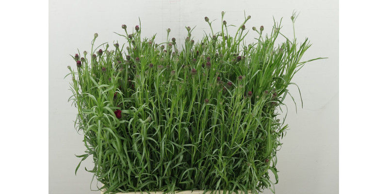 Centau Ov 60 cm A1