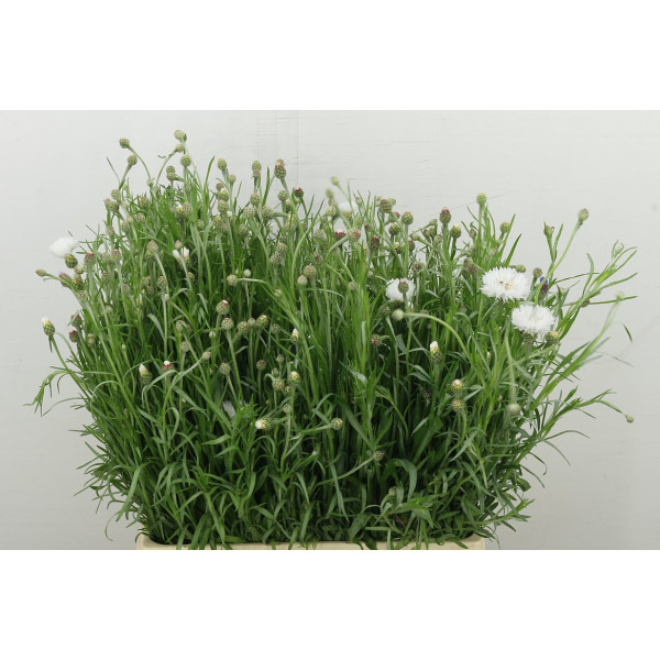 Centau Ov White 60 cm A1