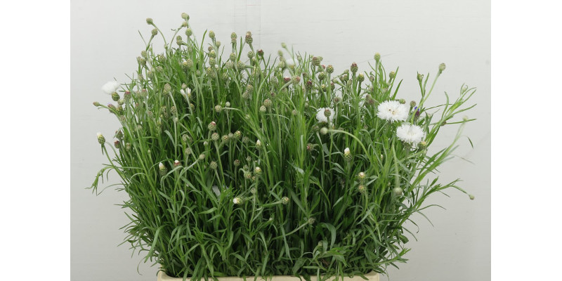 Centau Ov White 60 cm A1