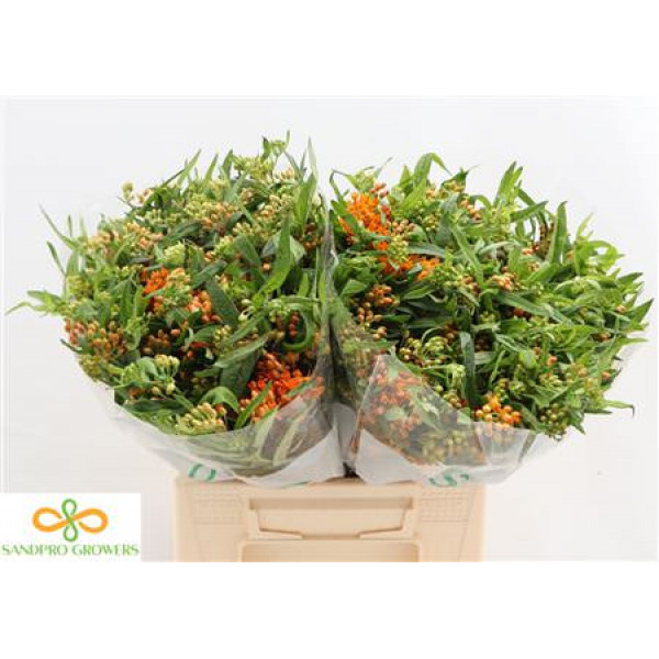 Ascl Tuberosa 40cm IMP Col-Orange