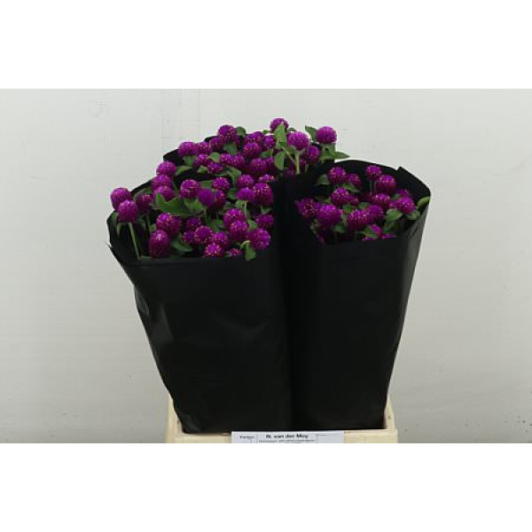 Gomph Gl Ov 50 cm A1