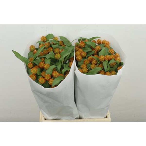 Gomph Gl Ov 50 cm A1