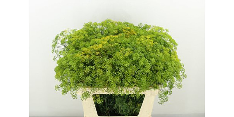 Anethum Graveolens 80cm 