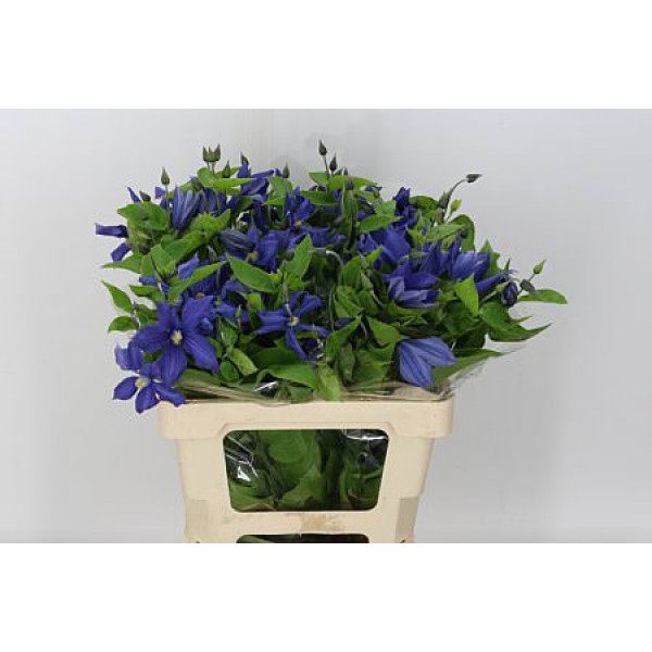 Clematis Blue Dutch 60cm A1