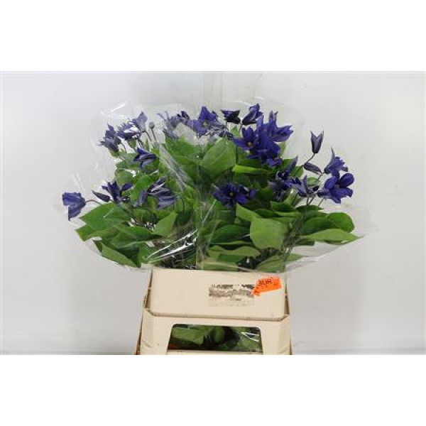 Clematis Dutch Blue Extra 100cm A1