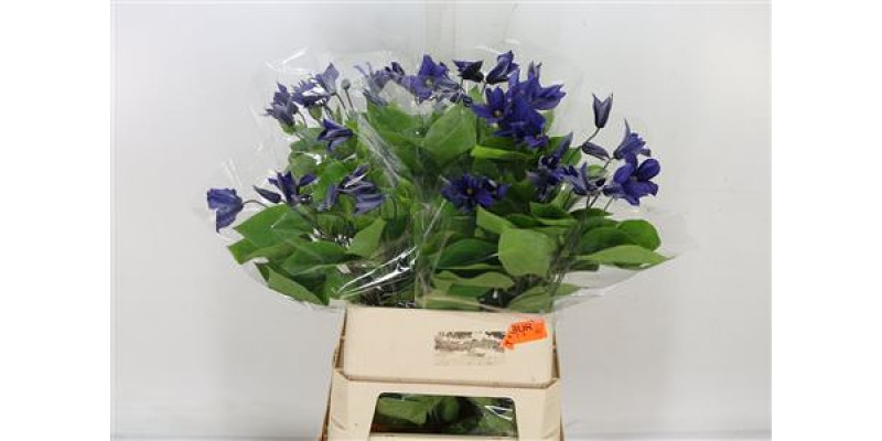 Clematis Dutch Blue Extra 100cm A1