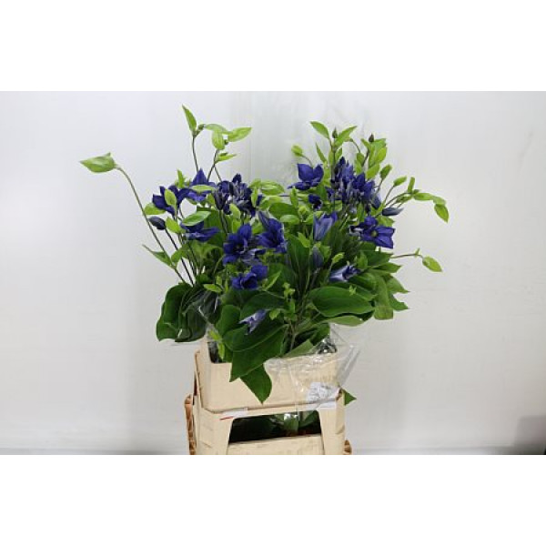 Clematis Dutch Blue Ex 100cm A1