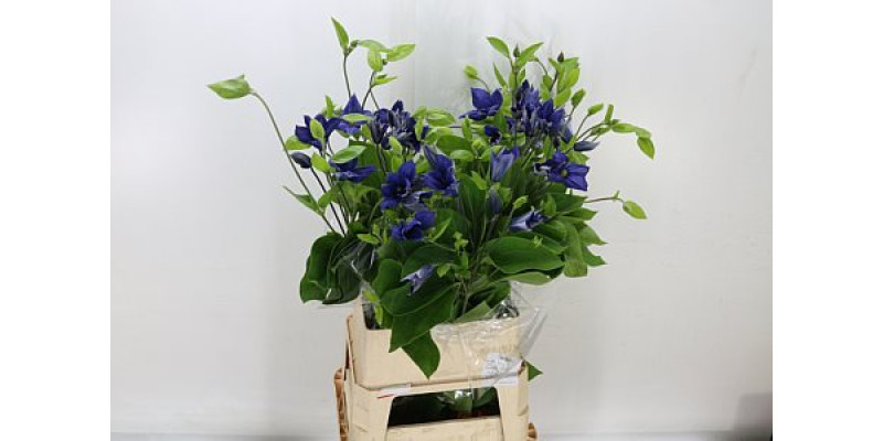 Clematis Dutch Blue Ex 100cm A1
