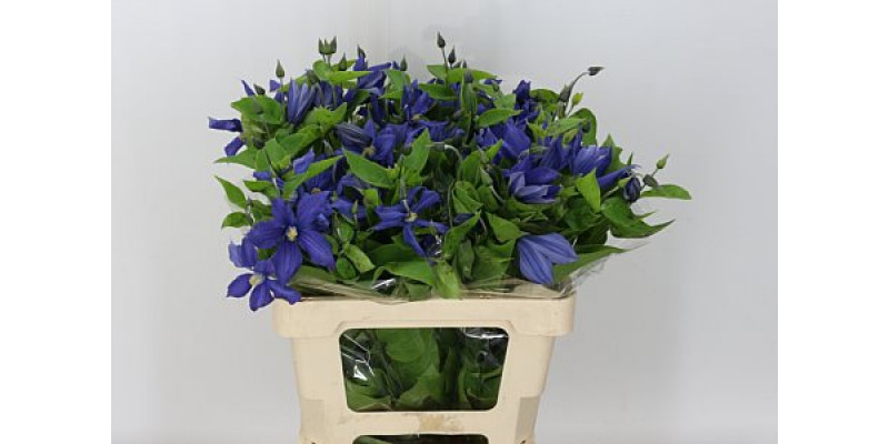 Clematis Blue Dutch 60cm A1