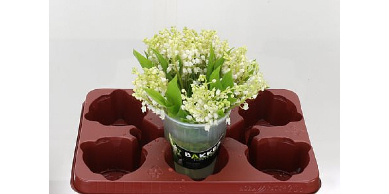 Convallaria P St 24cm A1