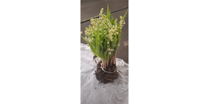 Convallaria X25 With Roots 501 cm A1